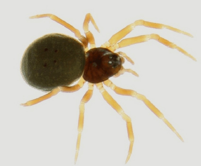 Pelecopsis_mengei-1.jpg