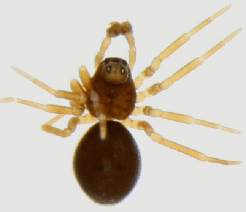 Pelecopsis_mengei-2.jpg