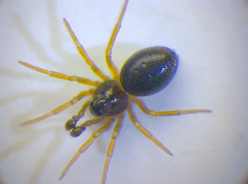 Pelecopsis_parallela-1.jpg