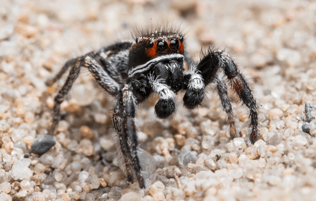 Pellenes_tripunctatus-1.jpg