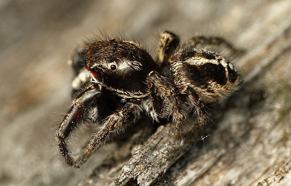 Pellenes_tripunctatus-2.jpg