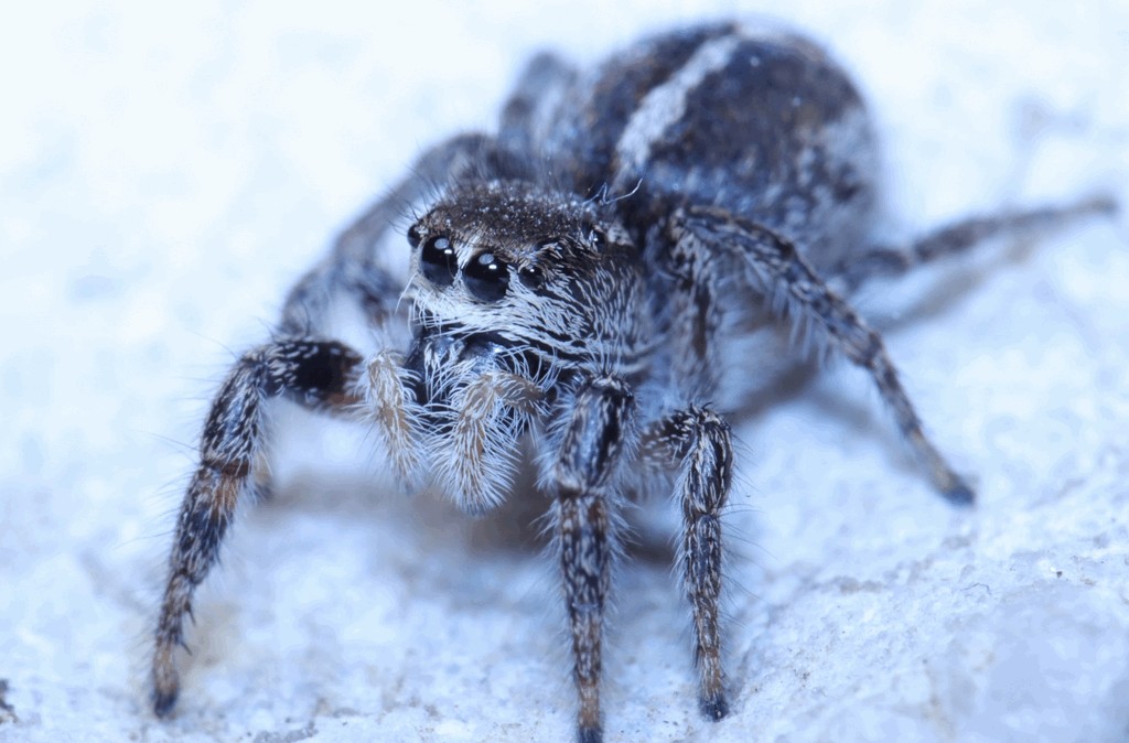 Pellenes_tripunctatus-3.jpg