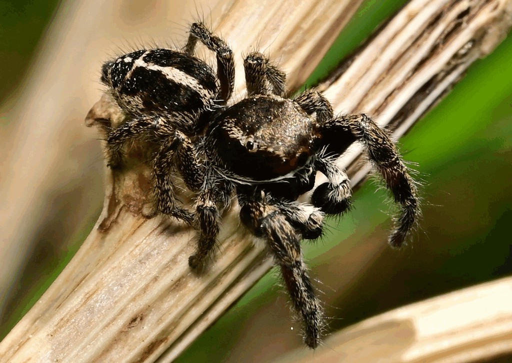 Pellenes_tripunctatus-4.jpg