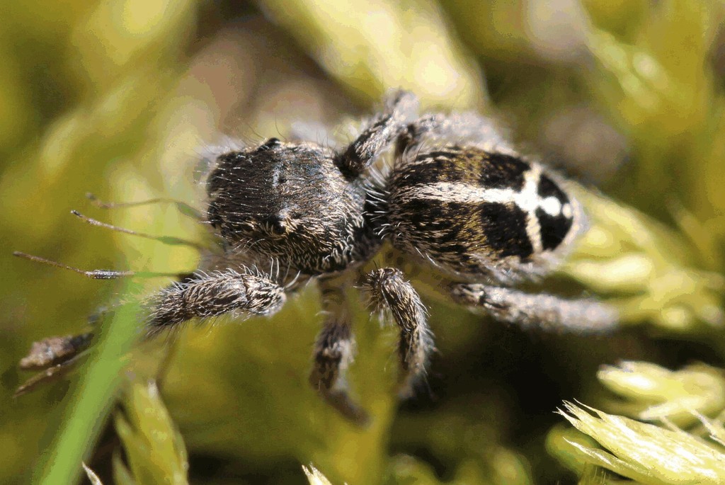 Pellenes_tripunctatus-5.jpg