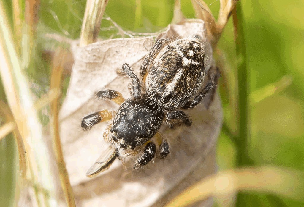 Pellenes_tripunctatus-6.jpg