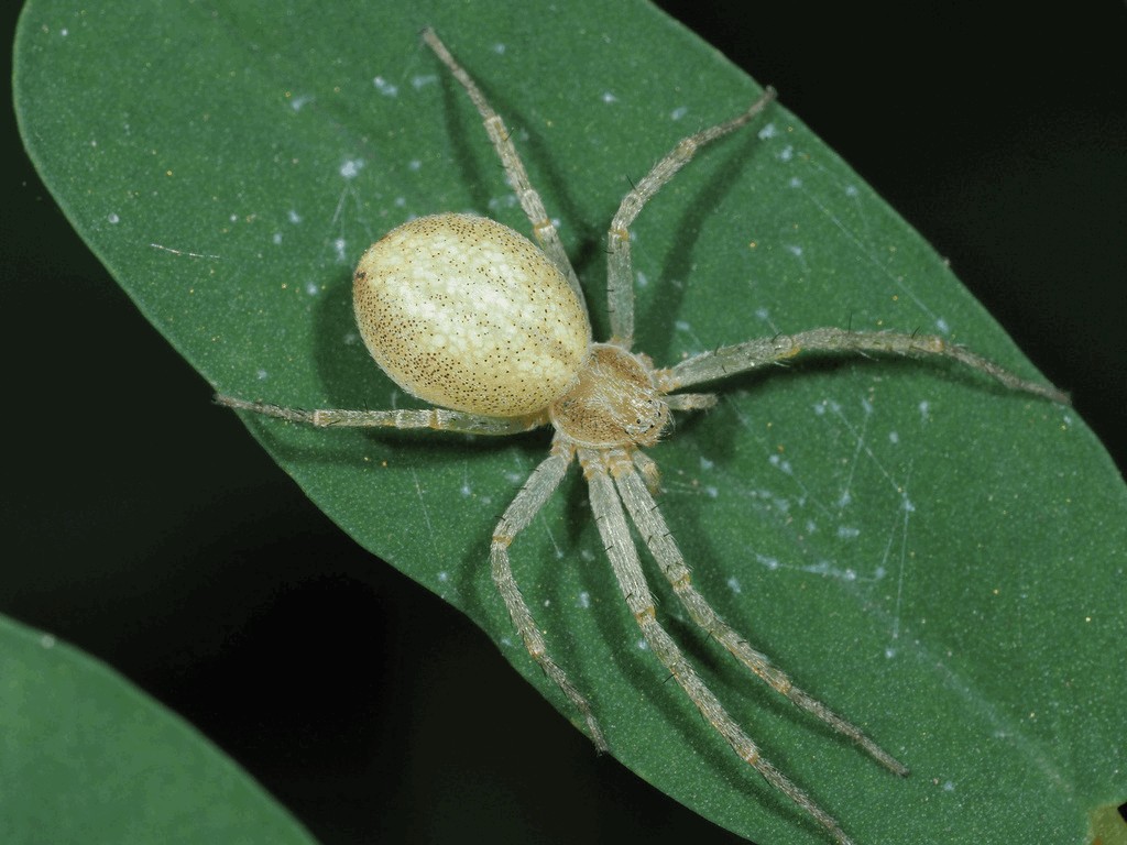 Philodromus_albidus-1.jpg