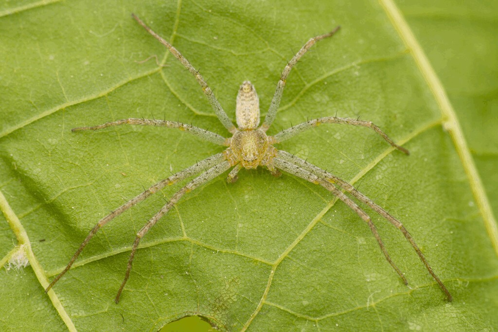 Philodromus_albidus-2.jpg