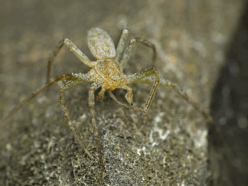 Philodromus_albidus-3.jpg