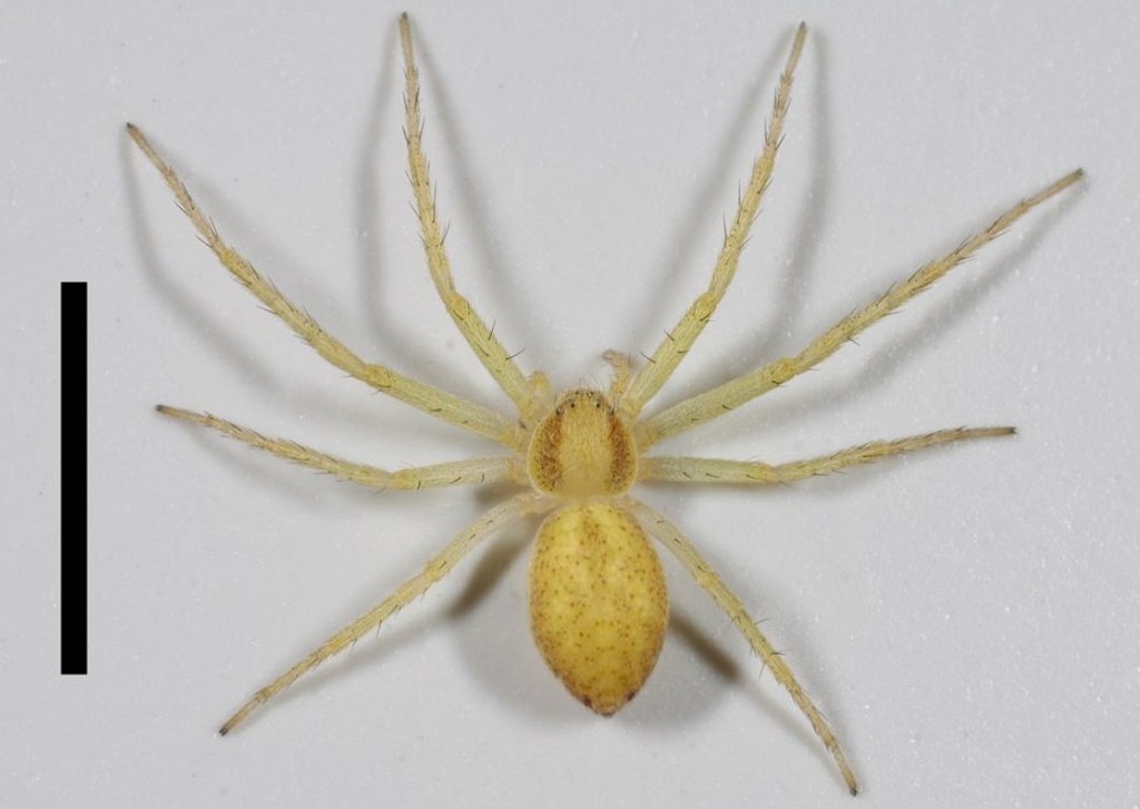 Philodromus_albidus-4.jpg