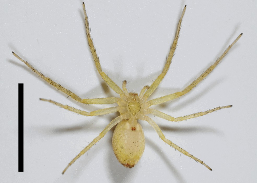 Philodromus_albidus-5.jpg