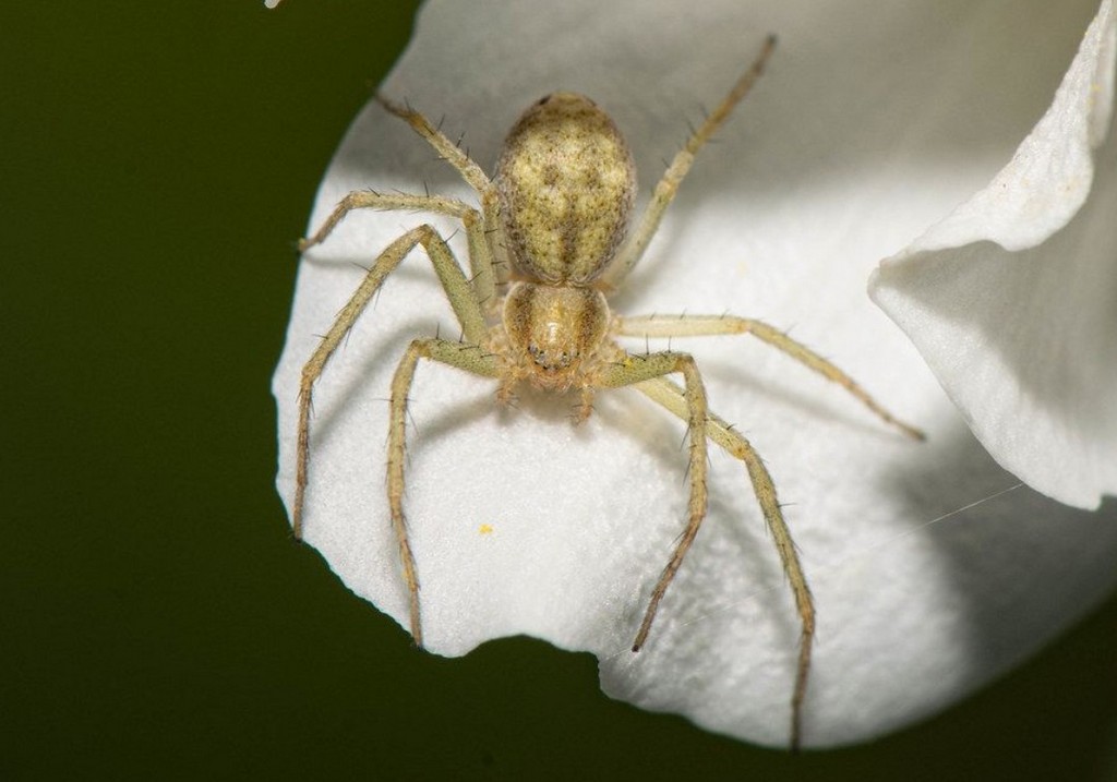 Philodromus_aureolus-1.jpg