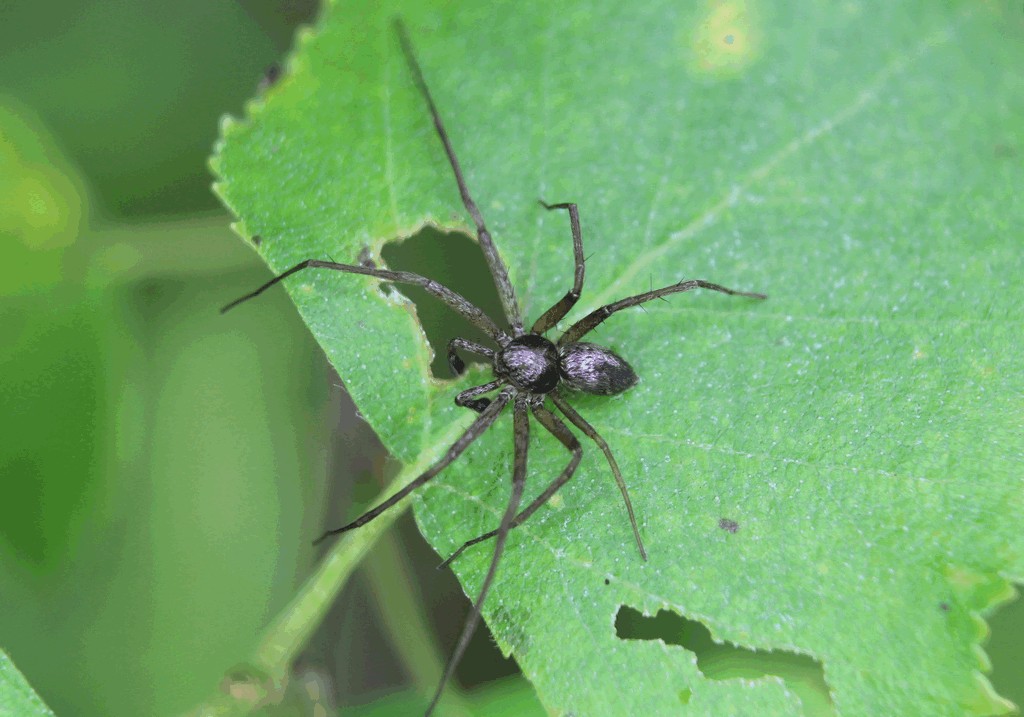 Philodromus_aureolus-2.jpg