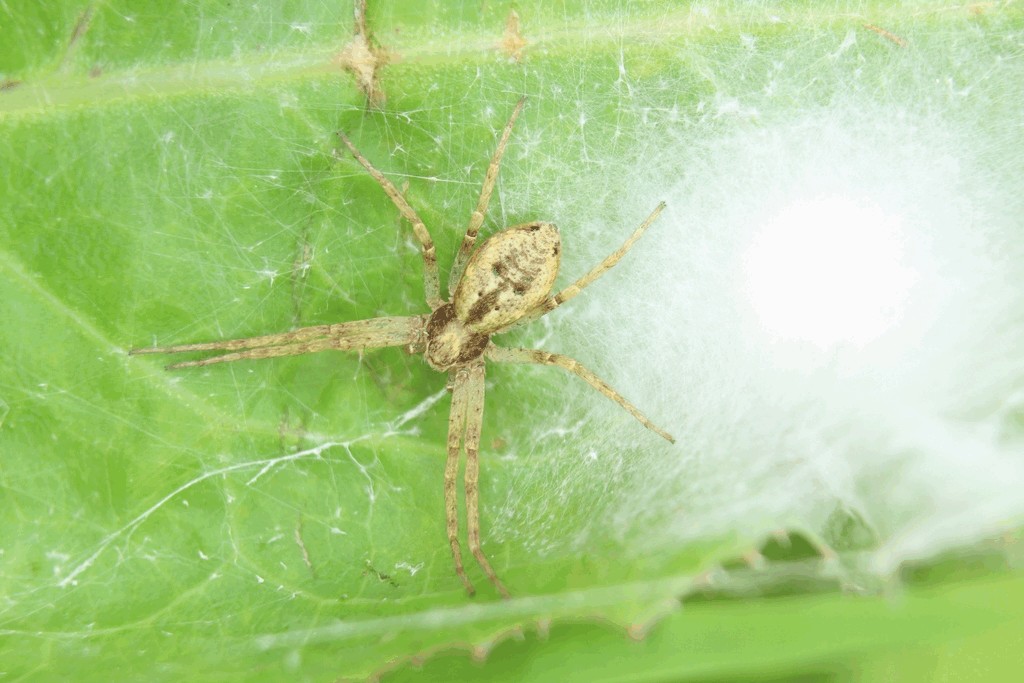 Philodromus_aureolus-3.jpg