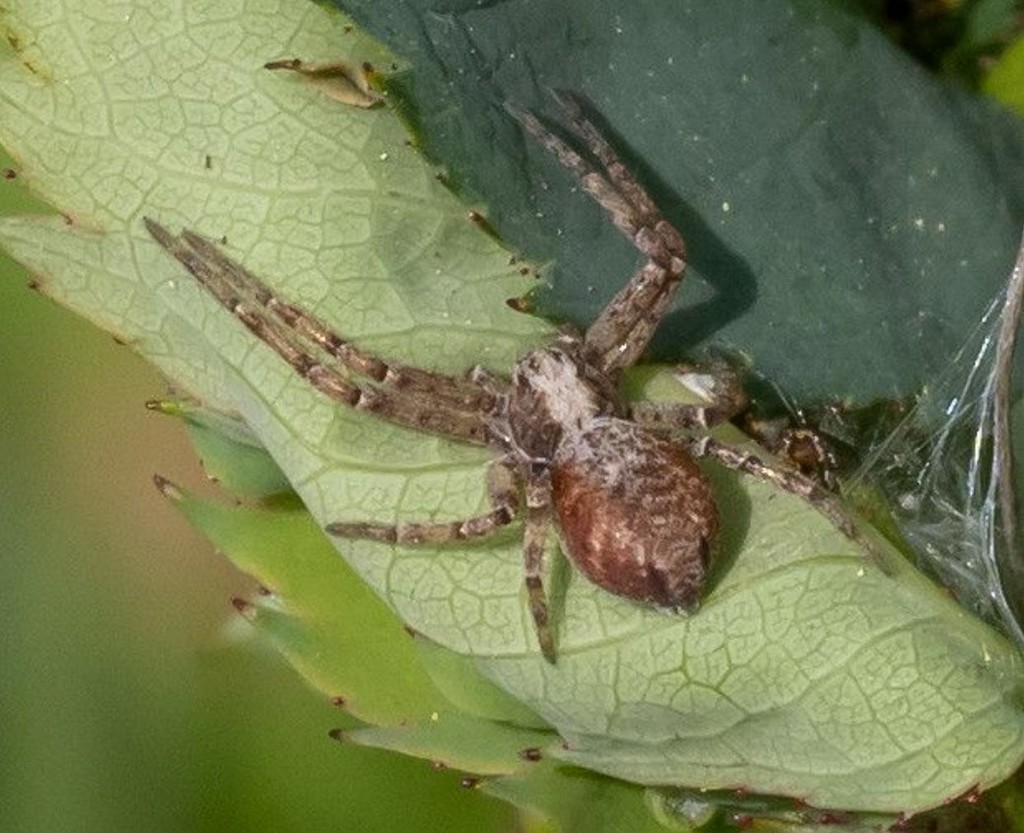 Philodromus_aureolus-4.jpg