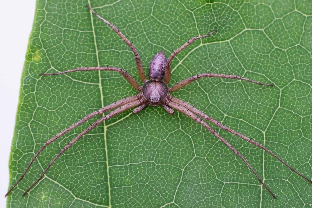 Philodromus_aureolus-5.jpeg