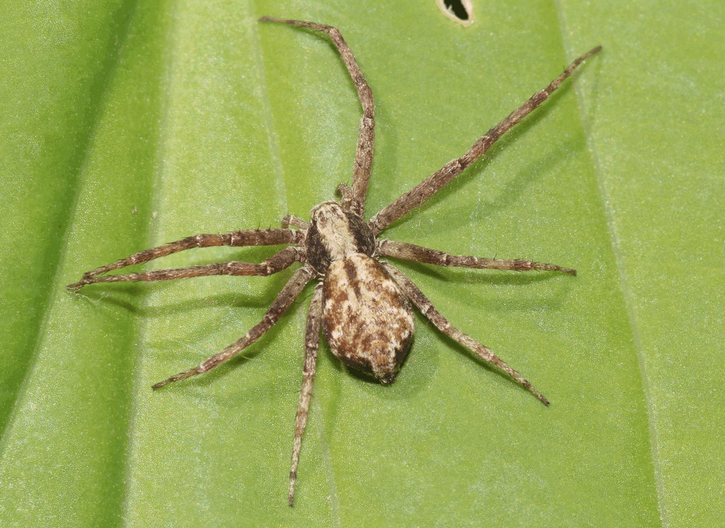 Philodromus_cespitum-1.jpg