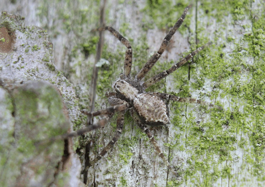 Philodromus_cespitum-2.jpg