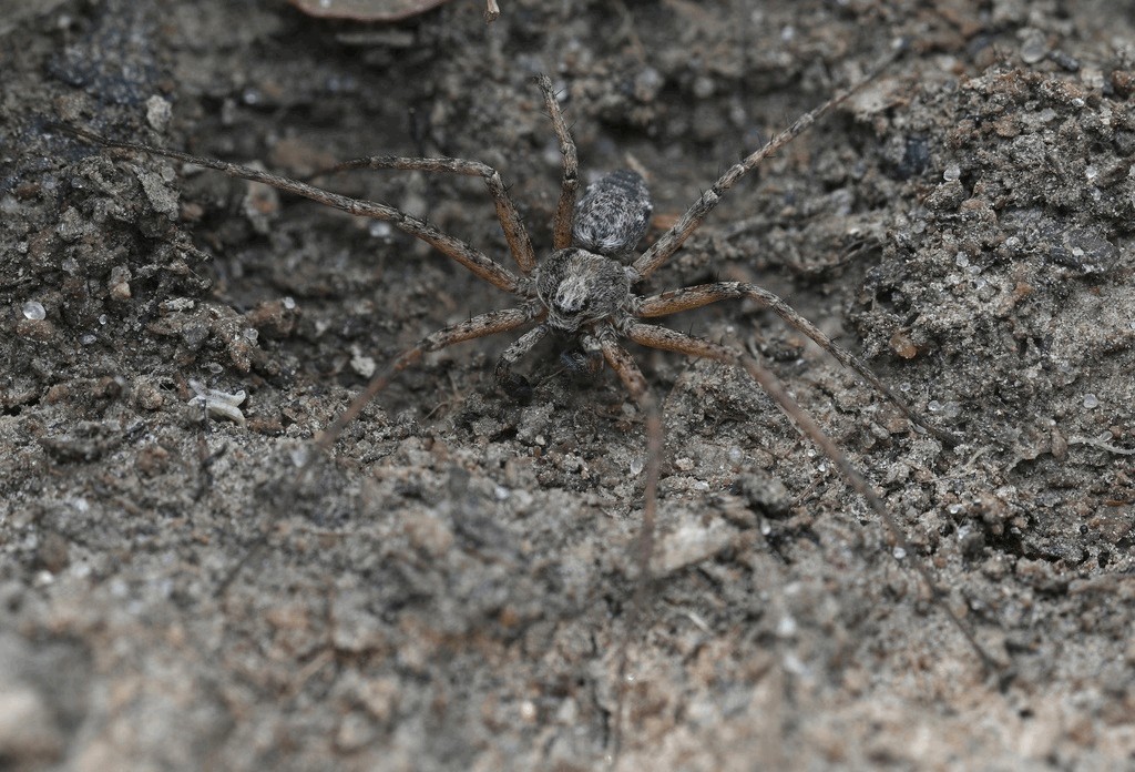 Philodromus_cespitum-3.jpg