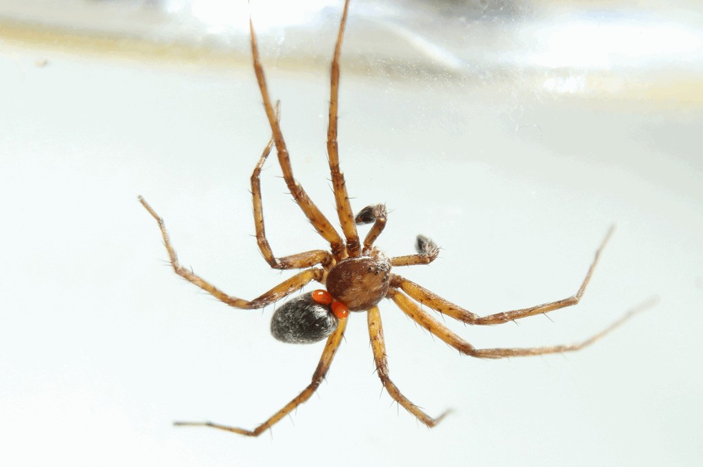 Philodromus_cespitum-4.jpg