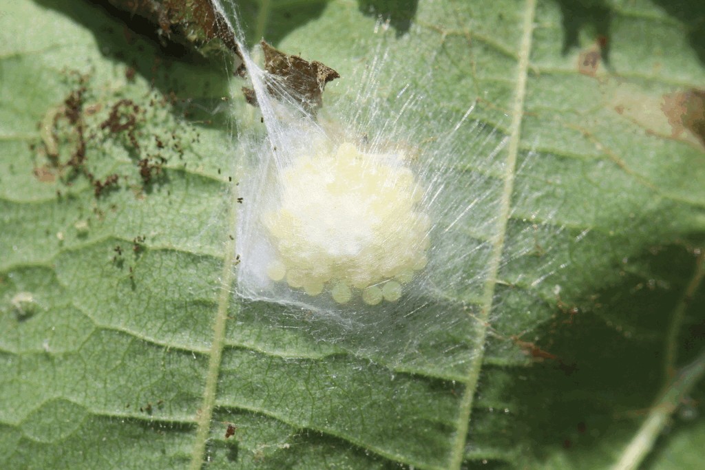 Philodromus_cespitum-5.jpg