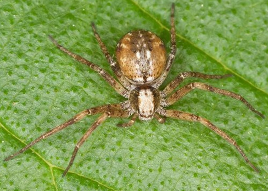 Philodromus_collinus-1.jpg
