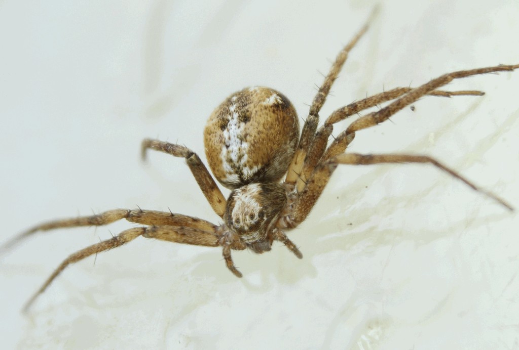 Philodromus_collinus-2.jpg