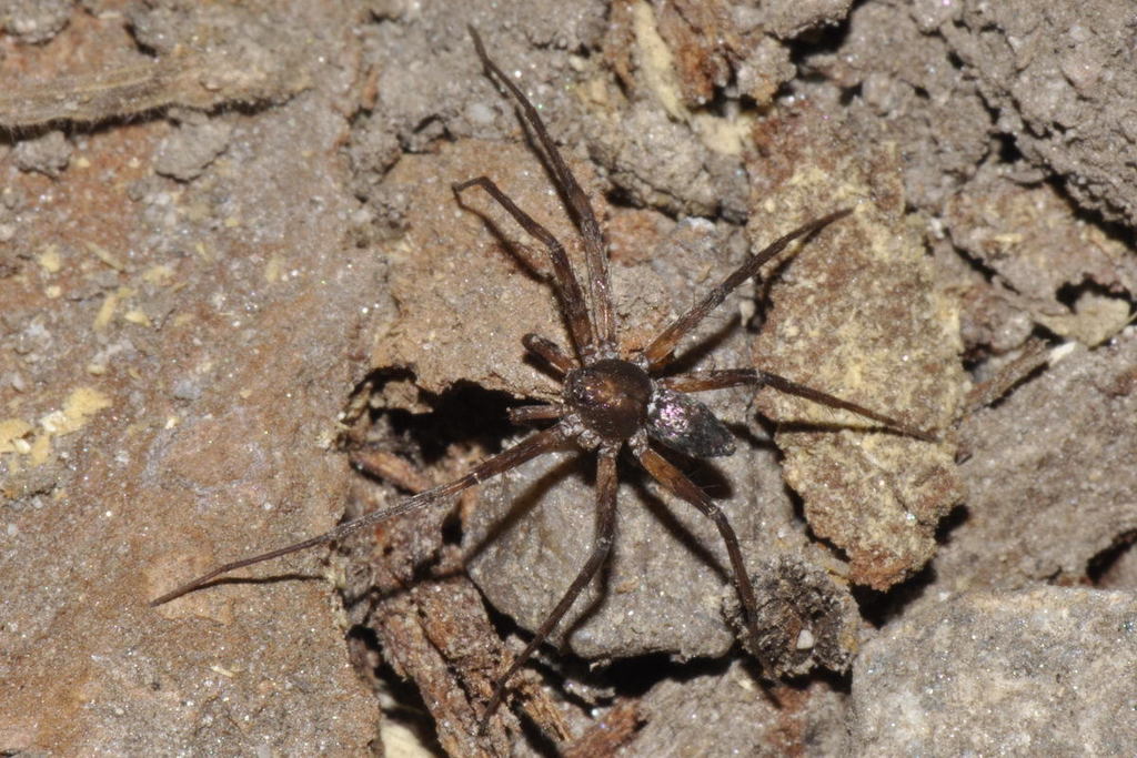 Philodromus_collinus-3.jpeg