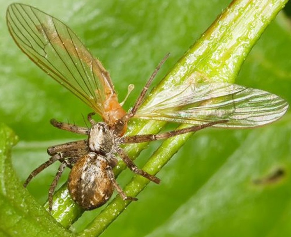 Philodromus_collinus-4.jpg