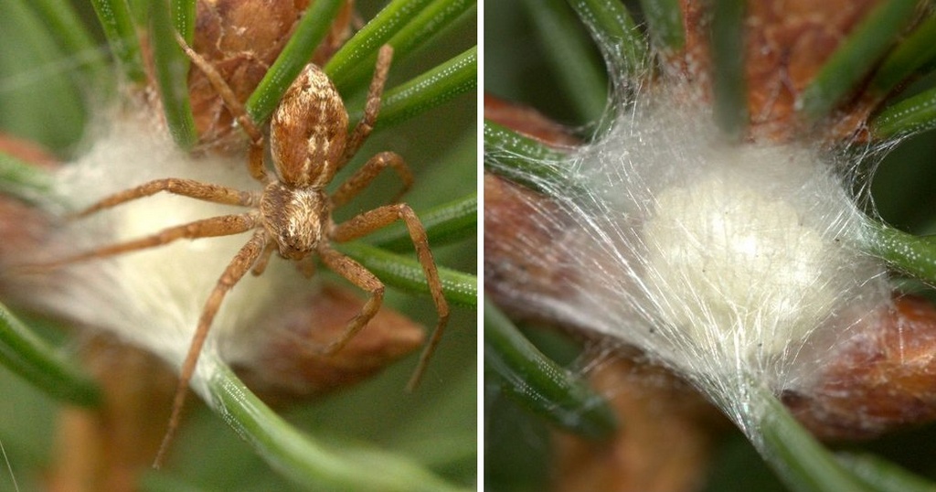 Philodromus_collinus-5.jpg