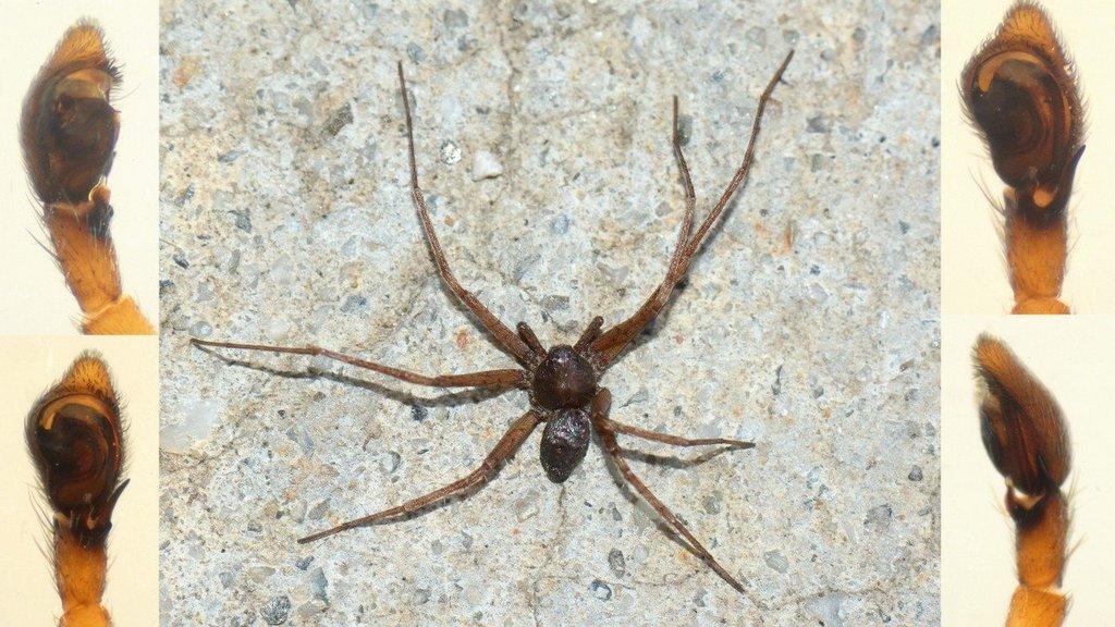 Philodromus_collinus-6.jpg