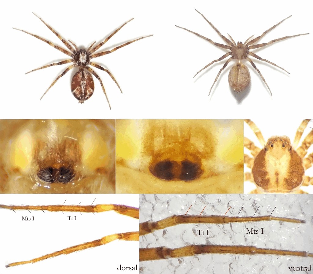 Philodromus_collinus-7.jpg