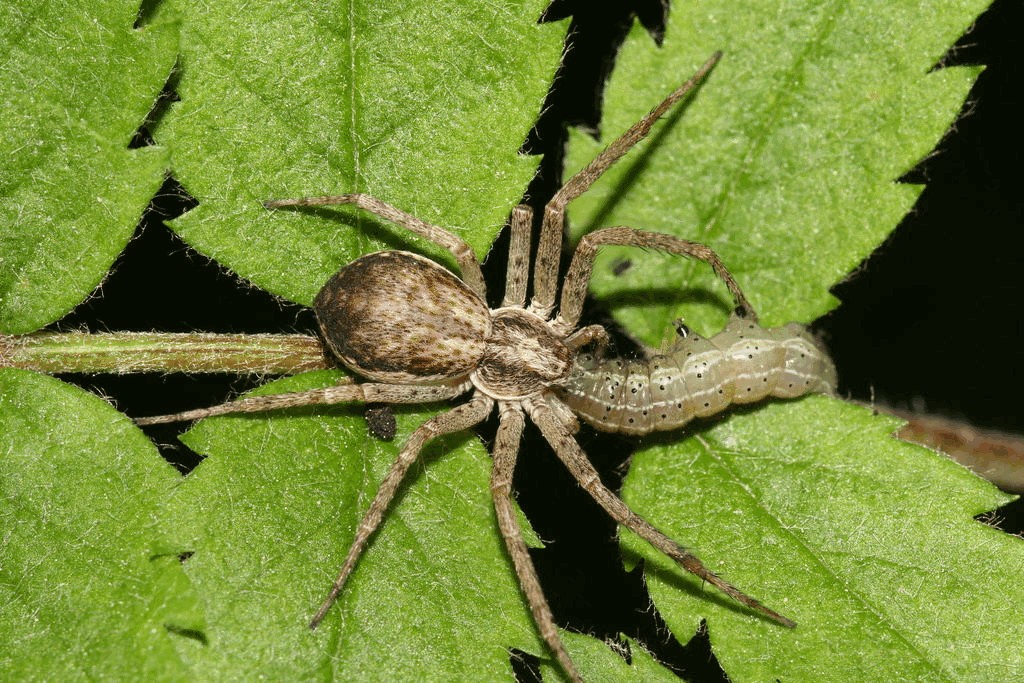 Philodromus_dispar-1.jpg