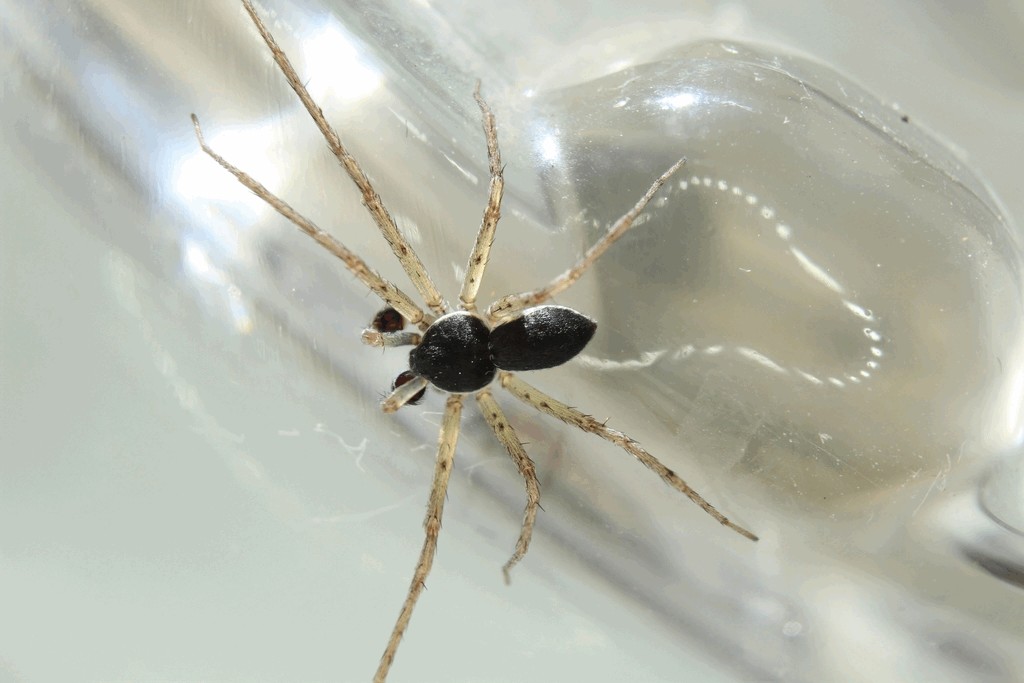 Philodromus_dispar-14.jpg