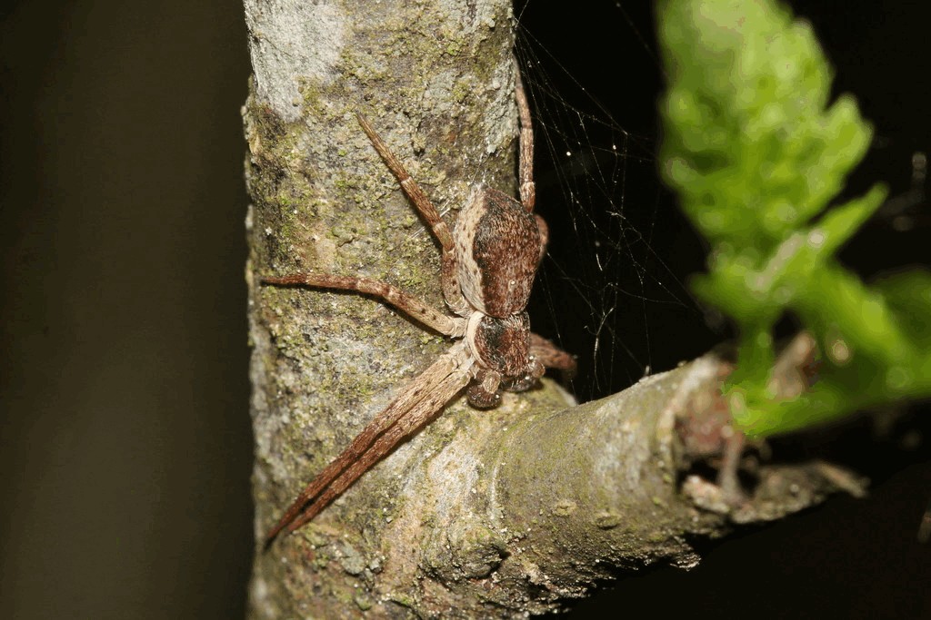 Philodromus_dispar-2.jpg