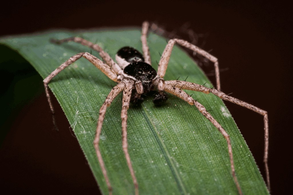 Philodromus_dispar-3.jpg