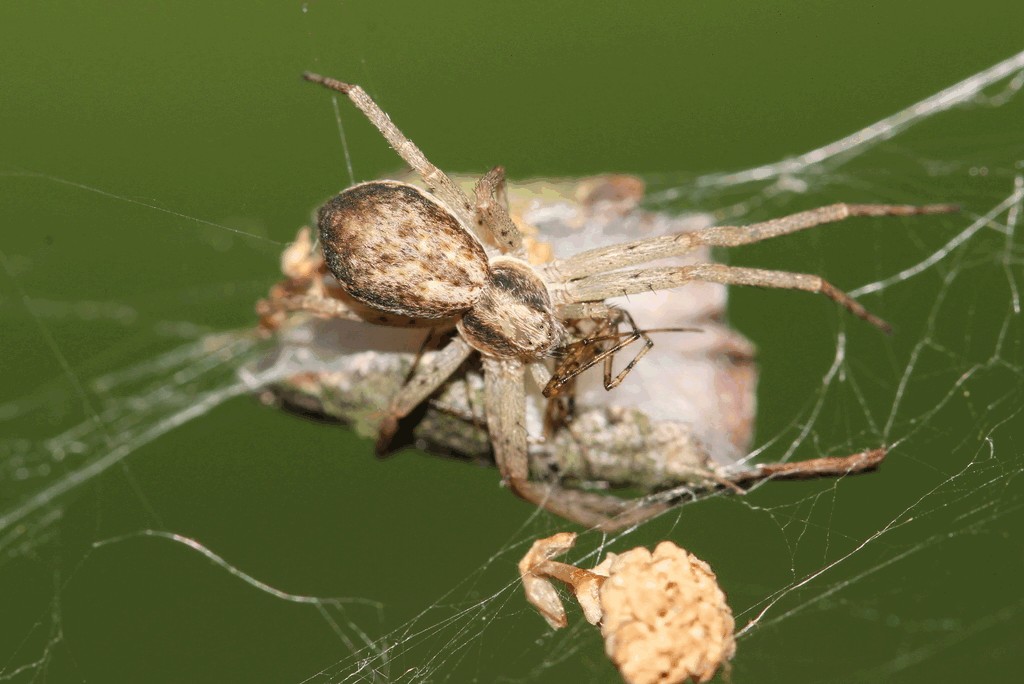 Philodromus_dispar-4.jpg