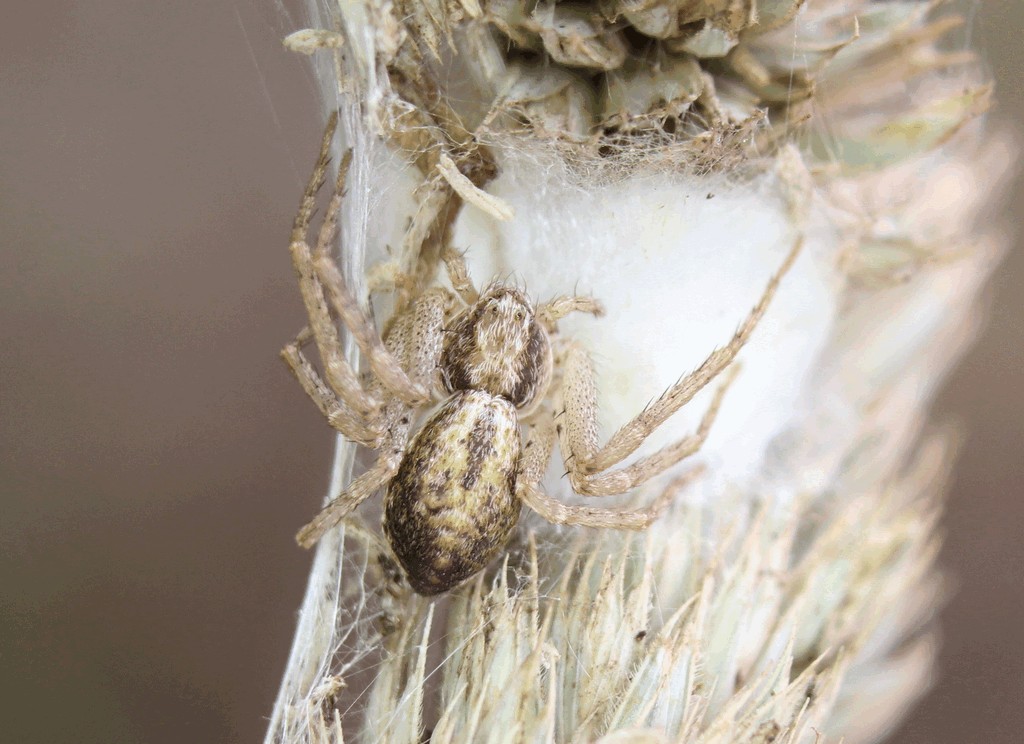 Philodromus_dispar-5.jpg