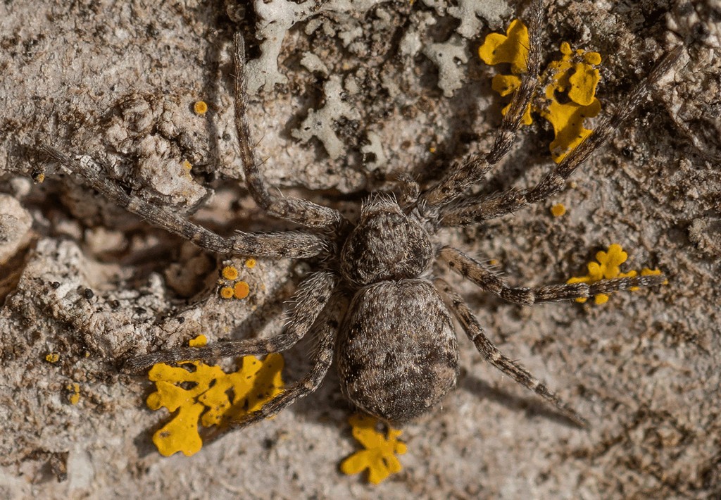 Philodromus_emarginatus-1.jpg