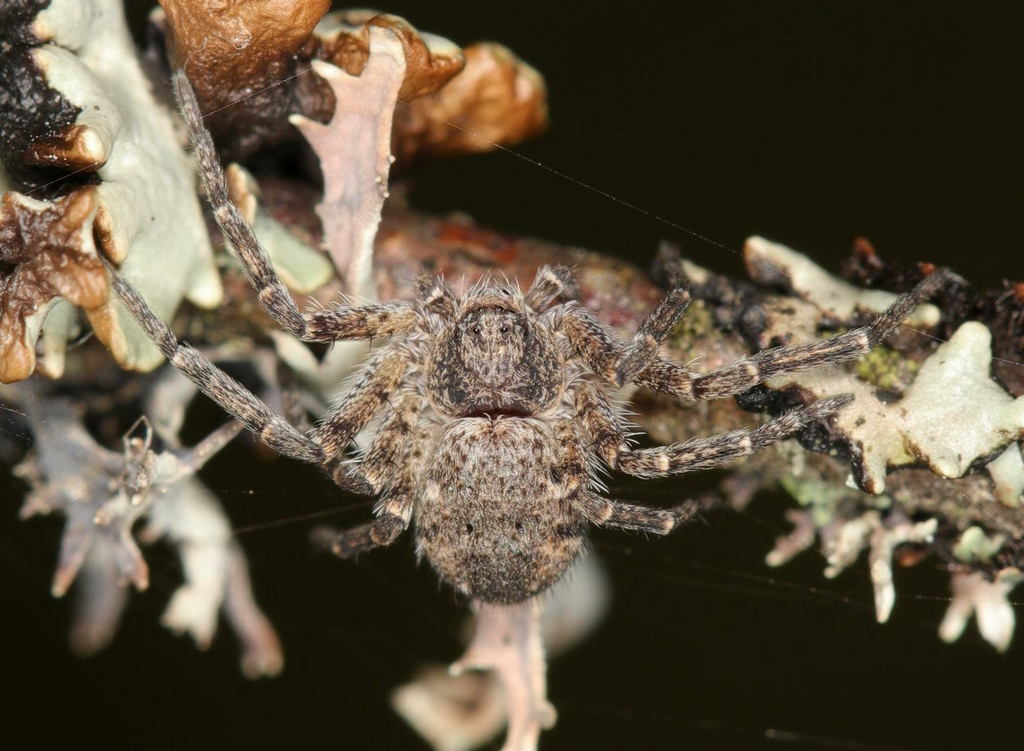Philodromus_emarginatus-2.jpg