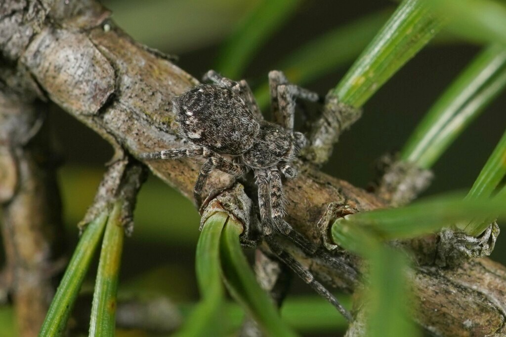 Philodromus_emarginatus-3.jpeg