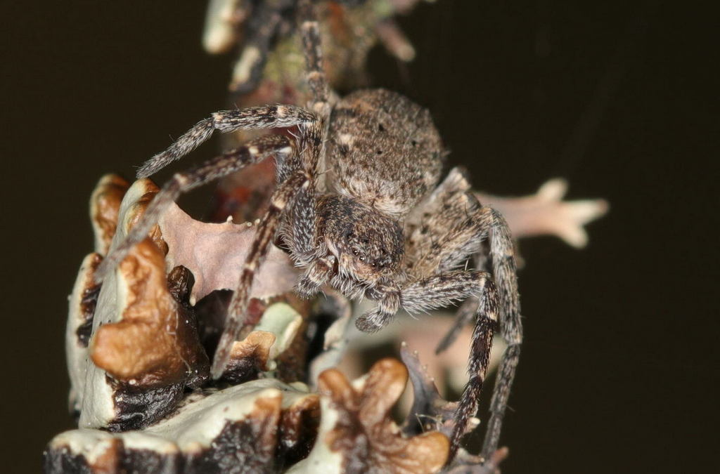 Philodromus_emarginatus-4.jpg
