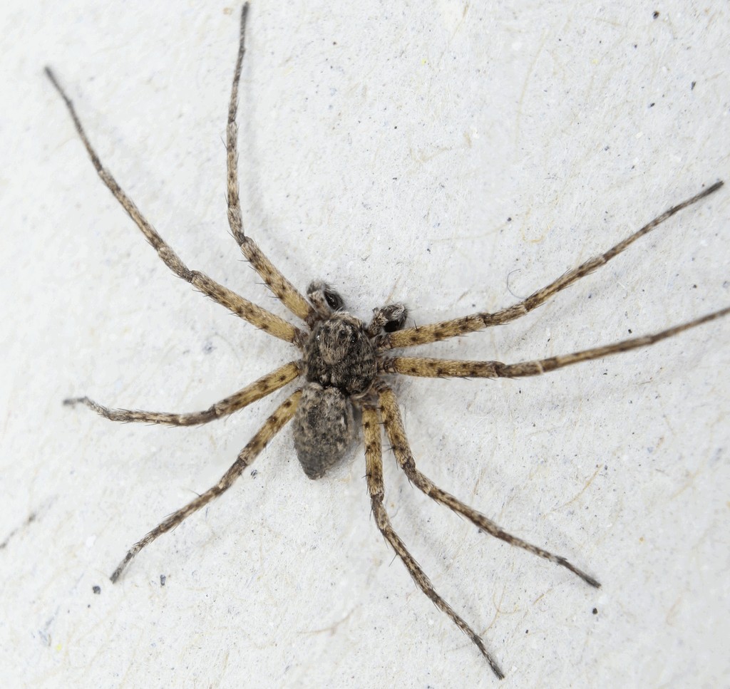 Philodromus_emarginatus-5.jpg