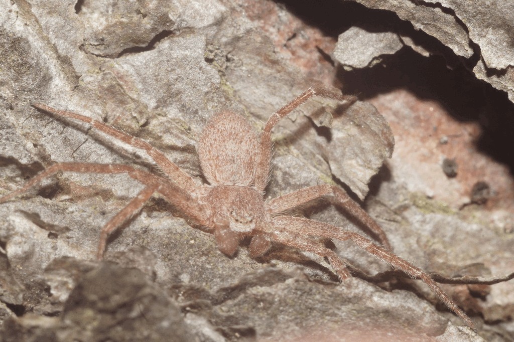 Philodromus_fuscomarginatus-2.jpg