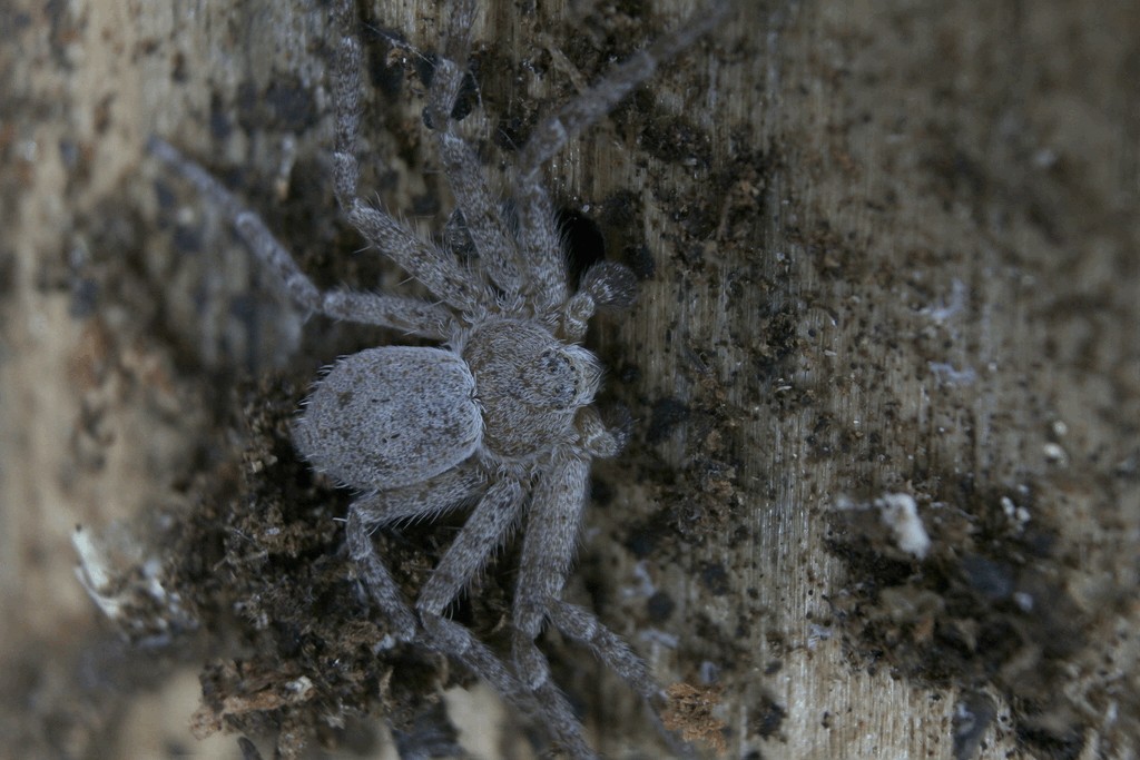 Philodromus_fuscomarginatus-3.jpg