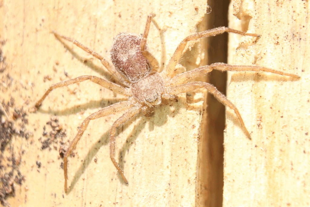 Philodromus_fuscomarginatus-4.jpg
