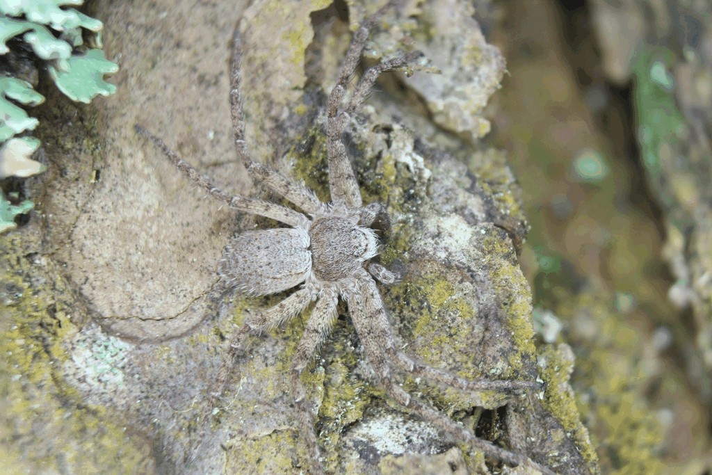 Philodromus_fuscomarginatus-5.jpg