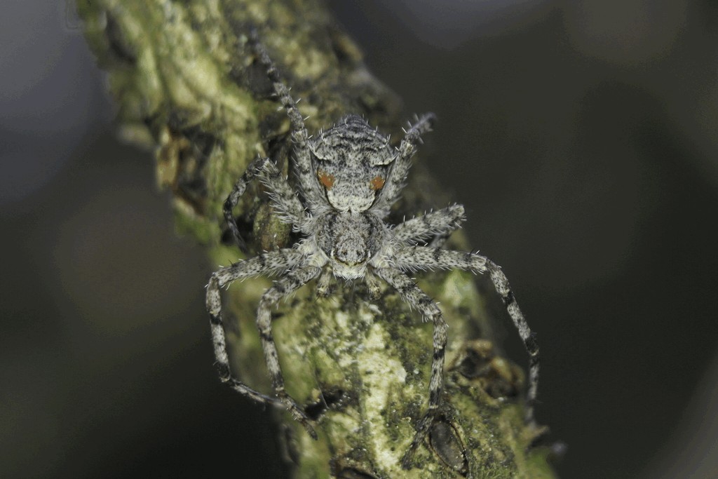 Philodromus_margaritatus-1.jpg
