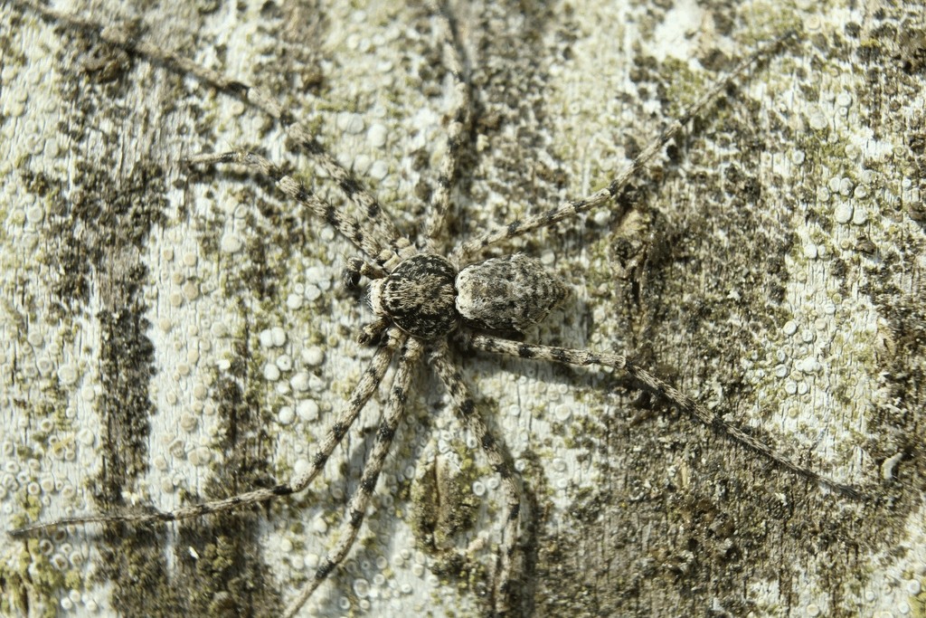 Philodromus_margaritatus-2.jpg