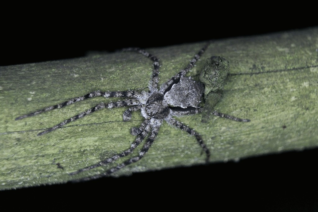 Philodromus_margaritatus-3.jpg