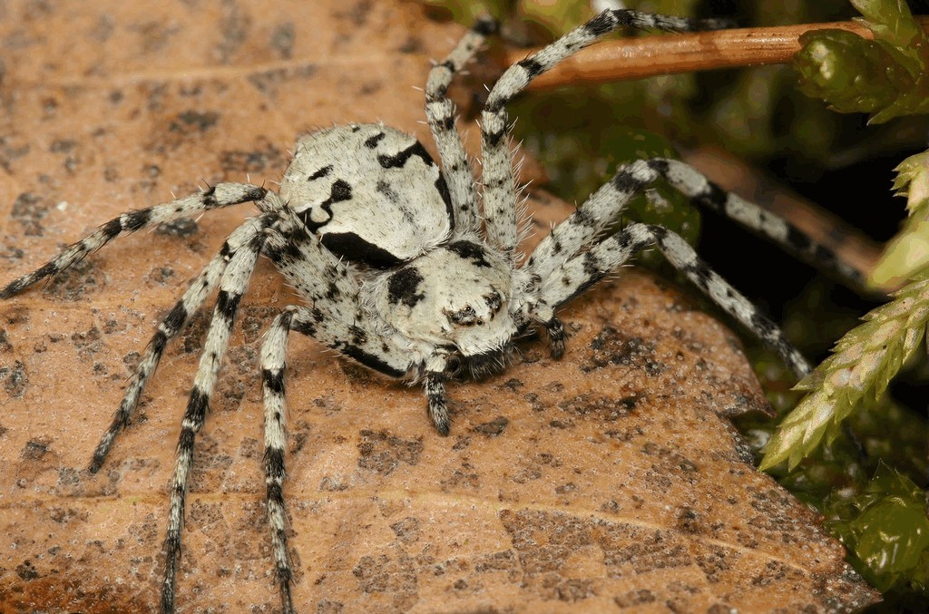 Philodromus_margaritatus-4.jpg